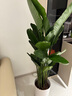 愛(ài)優(yōu)尚天堂鳥(niǎo)綠植盆栽客廳室內辦公室大型綠植好養凈化空氣源頭直發(fā) 曬單實(shí)拍圖