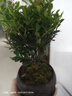 八芽 小葉赤楠盆景擺件室內綠植花卉盆栽老樁客廳辦公室桌面好養植物 （【熱銷(xiāo)款】舍得紫砂盆赤楠+苔蘚+底座） 曬單實(shí)拍圖