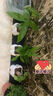 佰花錦辦公桌面綠植盆栽發(fā)財樹室內(nèi)客廳奶油風網(wǎng)紅盆景精致美觀四季好養(yǎng) 單桿發(fā)財樹+PVC白泡泡盆 整體高度約15-25cm 曬單實拍圖