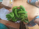 園緋廣西高山香蕉 現摘新鮮水果 青蕉發(fā)貨 需催熟 威廉斯大香大香蕉(威廉斯)凈重2斤[軟糯香甜]需催熟 曬單實(shí)拍圖
