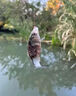 華畜水產(chǎn)養殖專(zhuān)用藥魚(yú)塘魚(yú)爛身爛尾炸鱗白點(diǎn)病消毒殺菌水霉病專(zhuān)用魚(yú)藥 100%特效單瓶裝【一瓶可用五畝】 曬單實(shí)拍圖