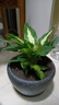蝴蝶之舞 金鉆豆瓣綠發(fā)財(cái)樹植物室內(nèi)花卉小綠植 吊蘭文竹花苗綠植盆栽 銀皇后 不含盆 曬單實(shí)拍圖