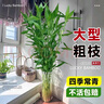臨雅大型富貴竹水培植物客廳水養(yǎng)大號(hào)盆栽節(jié)節(jié)高粗桿室內(nèi)好養(yǎng)活綠植物 富貴竹1m【6支帶根】 曬單實(shí)拍圖