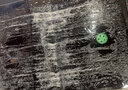滅博士超強力粘鼠板老鼠神器老鼠貼超強力粘板捕鼠防鼠滅鼠膠家用 15張裝 隱藏型 曬單實(shí)拍圖