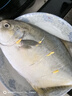 環(huán)球水產(chǎn)南海大規(guī)格金鯧魚550g1條 BAP認證 海魚 生鮮魚類 火鍋 海鮮水產(chǎn) 曬單實拍圖