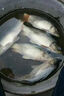 谷道香戰江河釣魚(yú)餌料鄧剛推薦野釣專(zhuān)用全能餌料釣鯉魚(yú)鯽魚(yú)鰱鳙通殺餌料 3包【釣魚(yú)絕戶(hù)餌料】 曬單實(shí)拍圖
