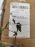 唯友重瓣金鐘盆栽花苗室內(nèi)綠植燈籠花盆栽苗寶蓮燈吊鐘花四季開花 曬單實拍圖