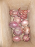 新生紫皮洋蔥生吃脆甜應(yīng)季新下鮮紅洋蔥蔬菜超市新款 洋蔥凈重4500g 9斤 單果≥150g 曬單實(shí)拍圖