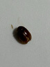 bebebus 金標(biāo)茶樹精華成長褲XL24片(12-17kg)透氣超薄拉拉學(xué)步褲男女寶 曬單實(shí)拍圖