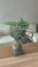 幼薇文竹盆栽植物室內(nèi)綠化四季迷你辦公室綠植擺件桌面好養(yǎng)創(chuàng)意小盆景 文竹+紫砂圓盆+圓形底盤 帶盆栽好 曬單實(shí)拍圖