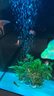 紅金魚活魚觀賞魚小金魚活體魚苗小苗魚招財魚風水魚淡水魚冷水魚 【十全十美】10條5-8CM紅金魚 曬單實拍圖