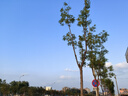 美的（Midea）蒸魔方多功能家用電蒸鍋 燉蒸涮煮一體3層 大容量 不銹鋼可拆洗 自動斷電2025新品 ZGS352302 曬單實拍圖