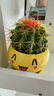 仙人球盆栽開(kāi)花 室內仙人掌盆栽 辦公桌 組合多肉植物 可愛(ài)盆+金虎球+土 含盆 曬單實(shí)拍圖