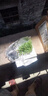 蕓香草臭草植物賊仔草盆栽室外陽臺菜園四季花苗臭艾驅(qū)蚊驅(qū)蛇食用 蕓香草小顆 不帶盆 曬單實拍圖
