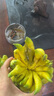 佰香櫞云南新鮮佛手果柑佛手水培觀賞清供把玩聞香食用現(xiàn)貨速發(fā) 優(yōu)選/3斤 曬單實(shí)拍圖