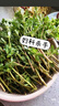 良知農(nóng)哥 【順豐】新鮮現(xiàn)挖馬齒莧菜 馬齒莧長(zhǎng)壽菜五行草 【新鮮馬齒莧】 4斤（更劃算） 曬單實(shí)拍圖
