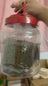 硃碌科 東北有機綠豆3斤 五谷雜糧豆可發(fā)豆芽 遼寧朝陽(yáng)夏季綠豆粥原料 曬單實(shí)拍圖