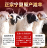 歸冬 寧夏灘羊肉 新鮮全羊整羊整發(fā) 火鍋食材 順豐包郵 【順豐包郵】灘羊蝎子凈重4斤 曬單實(shí)拍圖