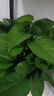 長藤綠蘿垂吊綠植室內(nèi)吊蘭吸甲醛凈化空氣綠植盆栽稀有綠蘿盆栽 【盆口直徑32厘米】短藤紅盆綠蘿1盆送肥料 曬單實拍圖