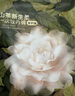 babycare一次性?xún)妊澤讲杌óa(chǎn)婦日拋月子待產(chǎn)出差旅行L碼15條【安全滅菌】 曬單實(shí)拍圖