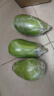 囧仙子茄子新鮮河南特產(chǎn)青茄子大綠茄子農(nóng)家自種蔬菜本地茄子整箱圓茄子 新鮮綠茄子  0g 5斤裝 曬單實(shí)拍圖