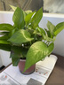 雙盟 綠蘿盆栽除甲醛花卉綠植辦公室新房?jì)艋諝?10款10盆裝源頭直發(fā) 曬單實(shí)拍圖
