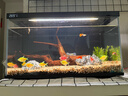 當貝智能生態(tài)魚(yú)缸1SUltra 一體缸自循環(huán)雙過(guò)濾AI托養懶人家用桌面魚(yú)缸 曬單實(shí)拍圖
