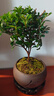 八芽 小葉赤楠盆景擺件室內(nèi)綠植花卉盆栽老樁客廳辦公室桌面好養(yǎng)植物 （【熱銷款】舍得紫砂盆赤楠+苔蘚+底座） 曬單實拍圖