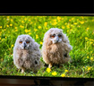 泰坦軍團27英寸 2304分區 MiniLED 4K170Hz雙模340Hz DyDs技術(shù) HDR1400 Type-C 90W 電競顯示器P275MV MAX 曬單實(shí)拍圖