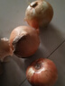 京喜加買菜新鮮黃洋蔥水果蔬菜調(diào)料洋蔥 【優(yōu)選】 3斤 曬單實(shí)拍圖