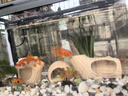 鸚鸚怪魚(yú)缸客廳塑料中小型金魚(yú)缸亞克力生態(tài)缸斗魚(yú)缸家用新款智能溪流缸 40黑色專(zhuān)業(yè)套餐（彩燈+過(guò)濾增氧二合一） 曬單實(shí)拍圖