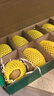 佳沛（zespri）新西蘭陽光金果10個(gè)裝獼猴桃單果重約101-124g水果獼猴桃 曬單實(shí)拍圖