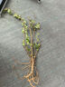 原生態(tài)水楊梅水培水生植物老樁水陸缸室內綠植魚(yú)缸造景懶人綠植物 【保鮮發(fā)貨】 帶芽25-35cm二年苗【1棵】 曬單實(shí)拍圖
