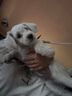 麥富迪 狗糧 藻趣兒通用全價犬糧小中大型犬泰迪柯基金毛拉布拉多 【新升級蛋黃雙拼】成犬糧40斤 曬單實拍圖