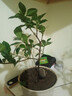 大盆梔子花帶花苞梔子花盆栽水培室內(nèi)花卉綠植四季開花除甲醛好養(yǎng) 小苗梔子花【無花苞]不開花 原土保濕發(fā)貨+肥 曬單實(shí)拍圖