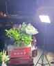 大頭人（datouren）擺攤夜市燈充電led燈地?cái)偵衿饕苿?dòng)戶(hù)外照明燈強(qiáng)光支架野外露營(yíng)燈 曬單實(shí)拍圖