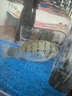 闊庭（KUOTING）魚(yú)缸水族箱生態(tài)桌面魚(yú)缸新款懶人魚(yú)缸生態(tài)造景過(guò)濾制氧一體機(jī)藍(lán)色 曬單實(shí)拍圖