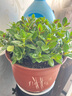 四季常青金魚花吊蘭盆栽室內(nèi)綠植花卉多肉植物發(fā)財樹好養(yǎng)易活客廳 金魚吊蘭【整盆20-30顆】原盆土 曬單實拍圖