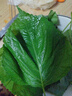良知農哥 【順豐】東北新鮮蘇子葉 蘇紫葉蘇菜葉 健康輕食 500g約170-200片左右 曬單實(shí)拍圖