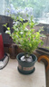 藍(lán)雪花大花苗爬藤植物陽臺庭院四季開花盆栽室內(nèi)外鮮花卉盆景植物 【帶花苞】藍(lán)雪花180（加侖盆） 曬單實(shí)拍圖