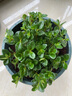 四季常青金魚(yú)花吊蘭盆栽室內綠植花卉多肉植物發(fā)財樹(shù)好養易活客廳 金魚(yú)吊蘭【整盆20-30顆】原盆土 曬單實(shí)拍圖