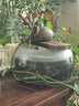清苔鼠金苔鼠清潔魚(yú)熱帶觀(guān)賞魚(yú)清道夫鼠魚(yú)魚(yú)缸清理糞便除藻魚(yú) 8-10厘米金苔鼠5條（4+1備損） 金苔鼠 曬單實(shí)拍圖