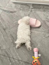 純種比熊幼犬小型犬米奇耳比熊犬飛耳比熊法國卷毛小體型活寵物狗 血統(tǒng)級 精品比熊 公 曬單實(shí)拍圖
