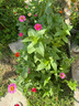 百日草種子重瓣花種子矮桿混色百日菊易活庭院花壇觀(guān)賞步步高花籽 矮桿百日草種子混色 半斤價(jià) 曬單實(shí)拍圖
