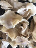 白玉木耳無根干貨500克包郵兔耳菌銀耳大白耳小碗耳竹耳菌竹子菇 精選白玉木耳500克 曬單實(shí)拍圖