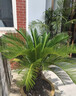 花城水調鐵樹(shù)公母一對盆栽大型蘇鐵綠植庭院樹(shù)苗辦公室公司室內室外大植物 高120-130CM含古典花紋瓷盆 曬單實(shí)拍圖