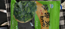 Yihai 億海 大連產(chǎn)裙帶菜100g 裙帶菜蝦皮湯 早餐低脂火鍋煲湯海產(chǎn)干貨 曬單實(shí)拍圖