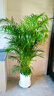 植男植女客廳綠色植物散尾葵大型綠植鳳尾竹室內盆栽輕奢夏威夷竹源頭直發(fā) 曬單實(shí)拍圖