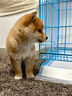 日本柴犬幼犬純種赤黑柴豆柴雙血統(tǒng)寵物狗狗活體寵物 血統(tǒng)級 雙血統(tǒng)帶證書 公 曬單實拍圖