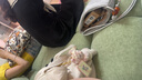 帕沙曼國(guó)家補(bǔ)貼布藝沙發(fā)客廳小戶型泡芙法式奶油風(fēng)2025設(shè)計(jì)師新款1005FZ 2.7米 多人位【1.2m寬】 30%選擇-貓抓布【旗艦版】 硅膠棉+紫羅蘭+海綿 曬單實(shí)拍圖
